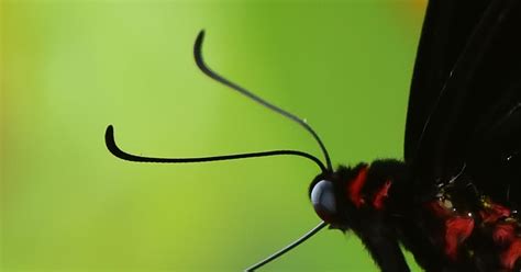 Butterflies of Singapore: The Butterfly Antennae