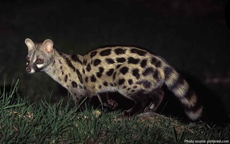 Interesting facts about genets – Just Fun Facts