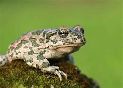 4개의 Caecilian life cycle 이미지, 스톡 사진, 3D 오브젝트, 벡터 | Shutterstock