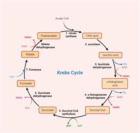 Krebs Cycle: Steps and Products • Microbe Online