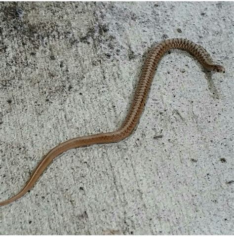 This baby snake was found in Atlanta, Ga.... What is it? : r/whatsthissnake