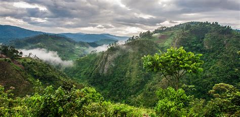 Bwindi Impenetrable National Park - #1 Safari destination