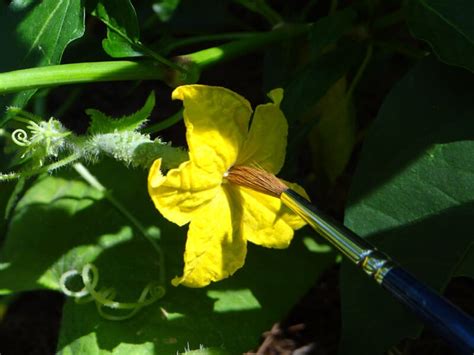 Got Pollination Problems? Give Hand-Pollination a Try! – Bonnie Plants