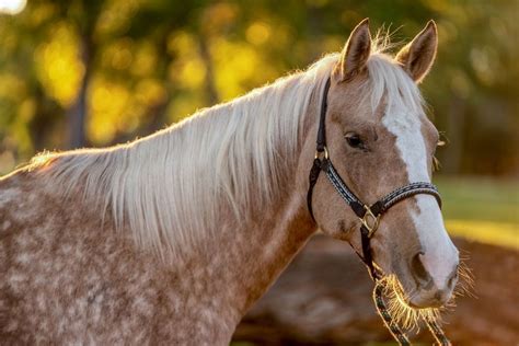 Dapple Palomino Horse Photos, Breeds, and Where to Buy - Helpful Horse ...