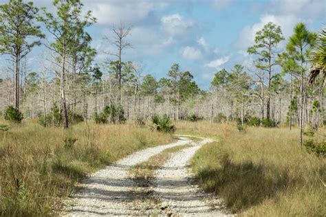 Hiking The Everglades Trails and Photographing Its Beautiful Environment