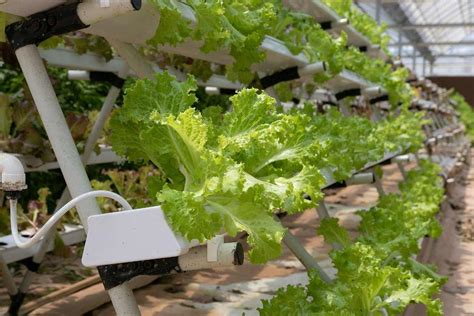 Hydroponic Drip System, Types, Advantages - a Full Guide | Agri Farming