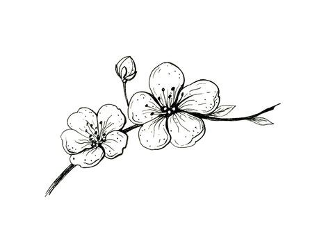 Single Cherry Blossom Drawing