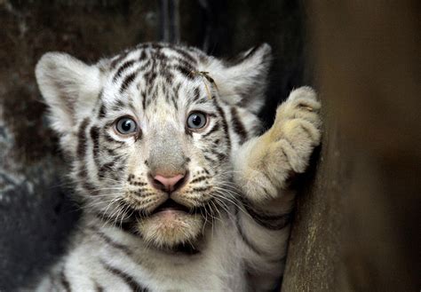 White Tiger Cubs Wallpapers Images Photos Pictures Backgrounds