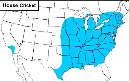 house cricket - Acheta domesticus (Linnaeus)