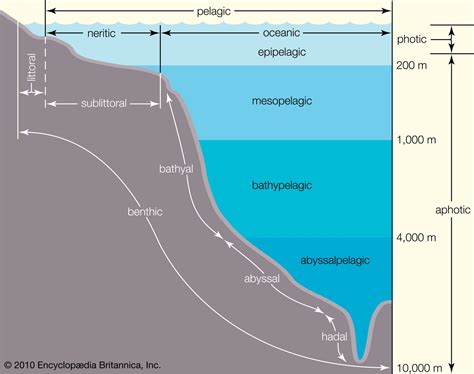 Zonation | ecology | Britannica