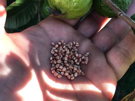 A forest of Guava trees in the palm of my hand. Every one of these ...