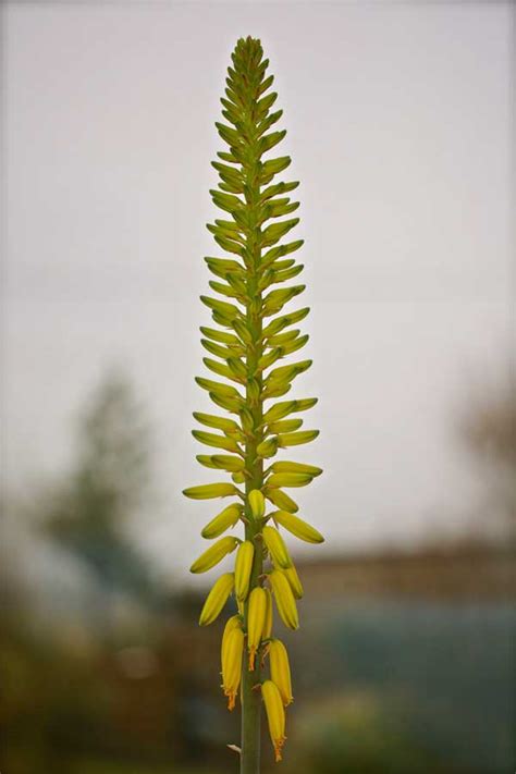 Aloe Vera Flower - A Simple Life of Luxury