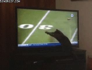 Cat Watchs Tv GIFs - Find & Share on GIPHY