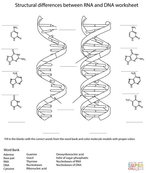 RNA and DNA Worksheet coloring page | Free Printable Coloring Pages