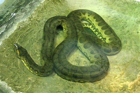 Green Anaconda Facts and Pictures | Reptile Fact