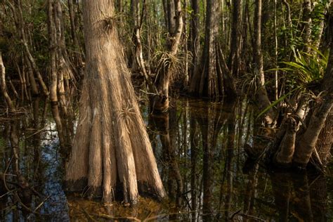 Hiking The Everglades Trails and Photographing Its Beautiful Environment