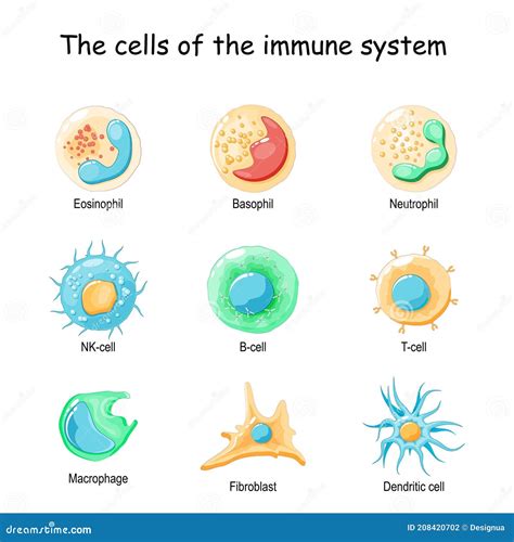 Cells of the Immune System. White Blood Cells Stock Vector ...