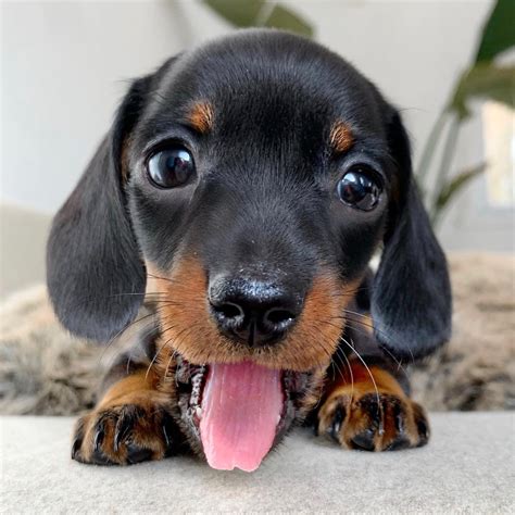 67+ Find Dachshund Puppies Pic - Bleumoonproductions