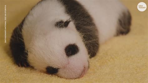 Panda cub born in Smithsonian's National Zoo is a boy.