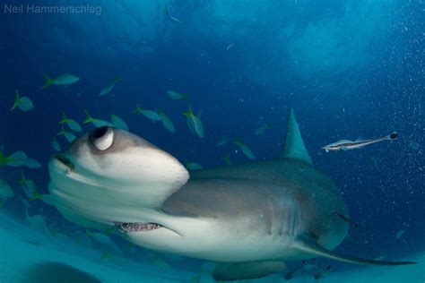 Hammerhead Shark Photos From “Exhilarating” Dive – National Geographic Blog