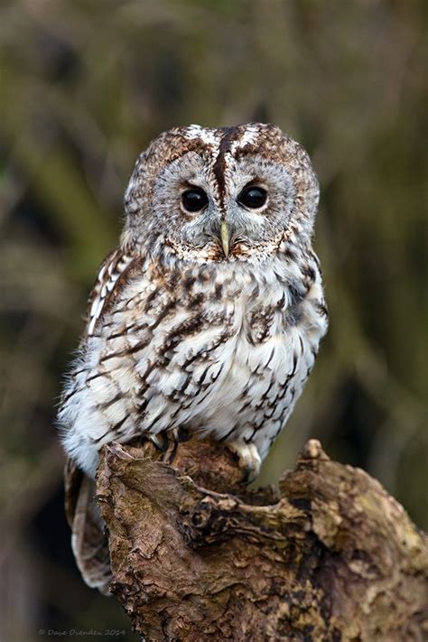 Tawny Owl by Dave Ovenden on 500px | Tawny owl, Owl, Owl eyes