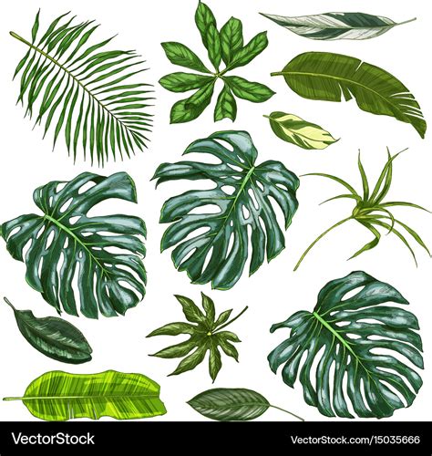 Realistic full color tropical leaves Royalty Free Vector