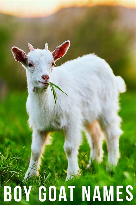 Boy Goat Names - 200 Ideas For Your New Male Goat