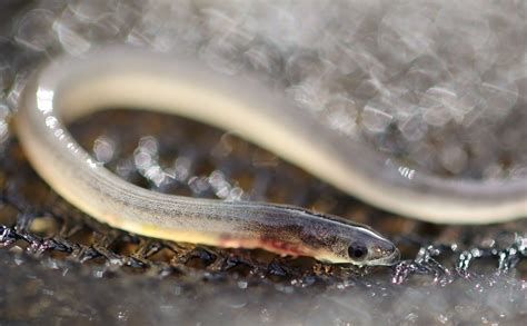 Glass Eels in Hudson River Tributaries (Eel Project)