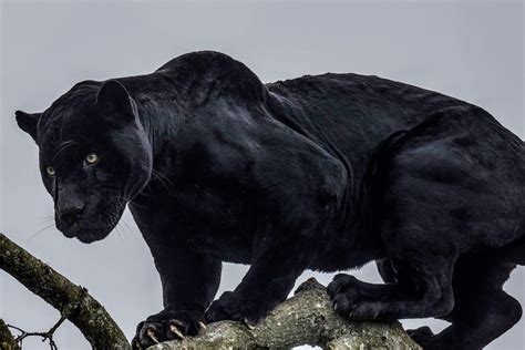 Black panthers are not an actual species - they are jaguars and ...