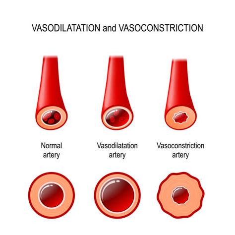 10+ Vasoconstriction Stock Illustrations, Royalty-Free Vector Graphics ...