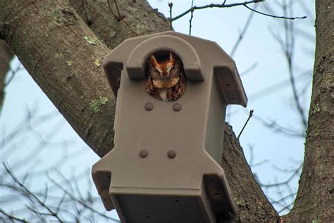 Screech Owl Nest Box | Barn Owl Box Company