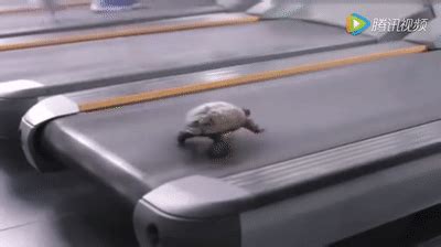 Funny Turtle Running on a Treadmill on Make a GIF