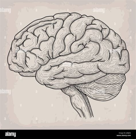 Detailed brain drawing hi-res stock photography and images - Alamy