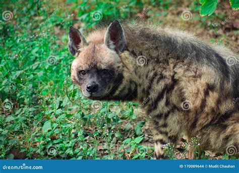 Spotted Hyena, Also Known As the Laughing Hyena Stock Photo - Image of ...