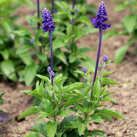 Salvia Farinacea: Como Cultivar e Cuidar da Mealycup Sage