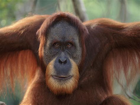 Sumatran Orangutan | Species | WWF