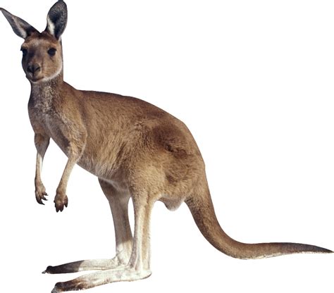 Kangaroo PNG transparent image download, size: 1024x899px