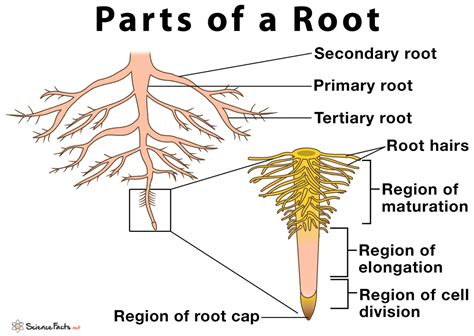 Parts of a Root, Their Structure and Functions With Diagram