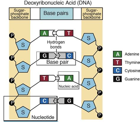 Scientists Find New Cause of Cellular Aging-Cells Stop Making ...