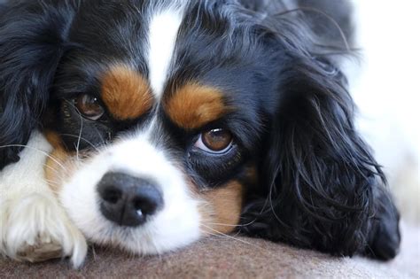 5 Illnesses Cavalier King Charles Spaniels Often Have | PETA