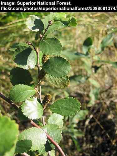 Types of Birch Tree Leaves — Identification Guide With Pictures