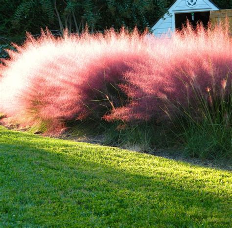 Muhly Grass - Michael Flaugh Landscape Architect