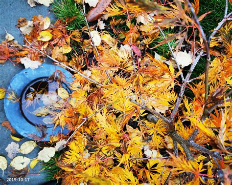 Acer palmatum var. Dissectum – Plant Visual