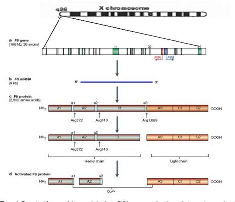 Figure 1 from Factor VIII genetic mutations and protein alterations in ...