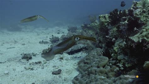 Fascinating Footage of a Reef Squid Protecting His Mate Smithsonian ...