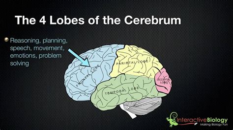 4 Lobes Of The Brain And Their Functions