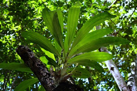 Catasetum sp | Catasetum integerrimum I am guessing | Piotr | Flickr