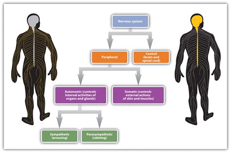 Somatic nervous system definition psychology - allmoli