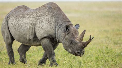 Black Rhinoceros