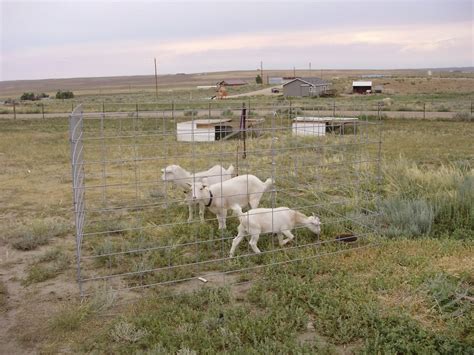 Goat Tractor - Homespun Oasis by Millie Copper